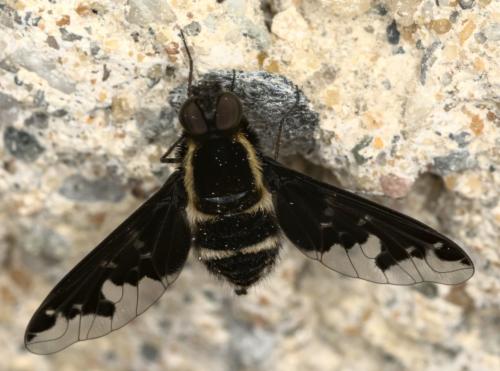 Hemipenthes maura